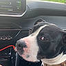 Vamos participe au concours pour gagner de l'argent avec cette photo : black_and_white_dog, car_interior, close_up, collar, console, dashboard, dog, dog_tag, human_hand, nose, passenger_leg, paw, pink_nose, road_trip, seat, seatbelt_slot, touchscreen, trees, upholstery, window