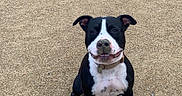 Vamos participe au concours pour gagner de l'argent avec cette photo : beach, black_and_white, canine, close_up, collar, collar_tag, companion, dog, ears, happy, muzzle, outdoor, paws, pet, playful, portrait, sand, short_fur, sitting, smiling