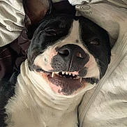 Vamos participe au concours pour gagner de l'argent avec cette photo : dog, pet, smile, teeth, close_up, blanket, bed, ear, snout, nose, black_and_white, playful, resting, indoor, cozy, muzzle, eye, human, portrait, happy