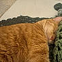 Teddy joined the competition — help win amazing prizes! cat, orange_tabby, sleeping, cozy, blanket, knit, fur, pet, domestic_cat, closeup, relaxing, indoors, napping, soft_texture, comfort, feline, whiskers, pink_nose, rest, animal