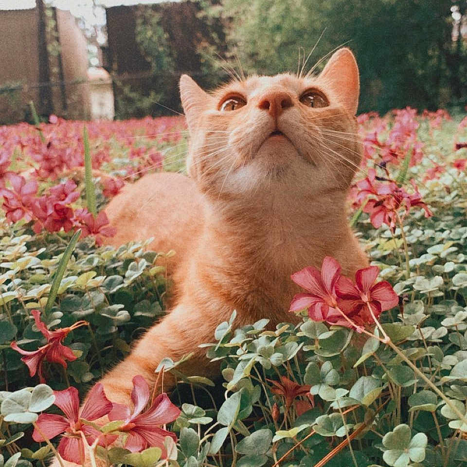 Teddy is registered to the contest to win money with this photo: animal, cat, close_up, clover, curious, daylight, field, flower, fur, ginger_cat, grass, greenery, looking_up, nature, outdoor, pet, pink_flower, plants, serene, whiskers