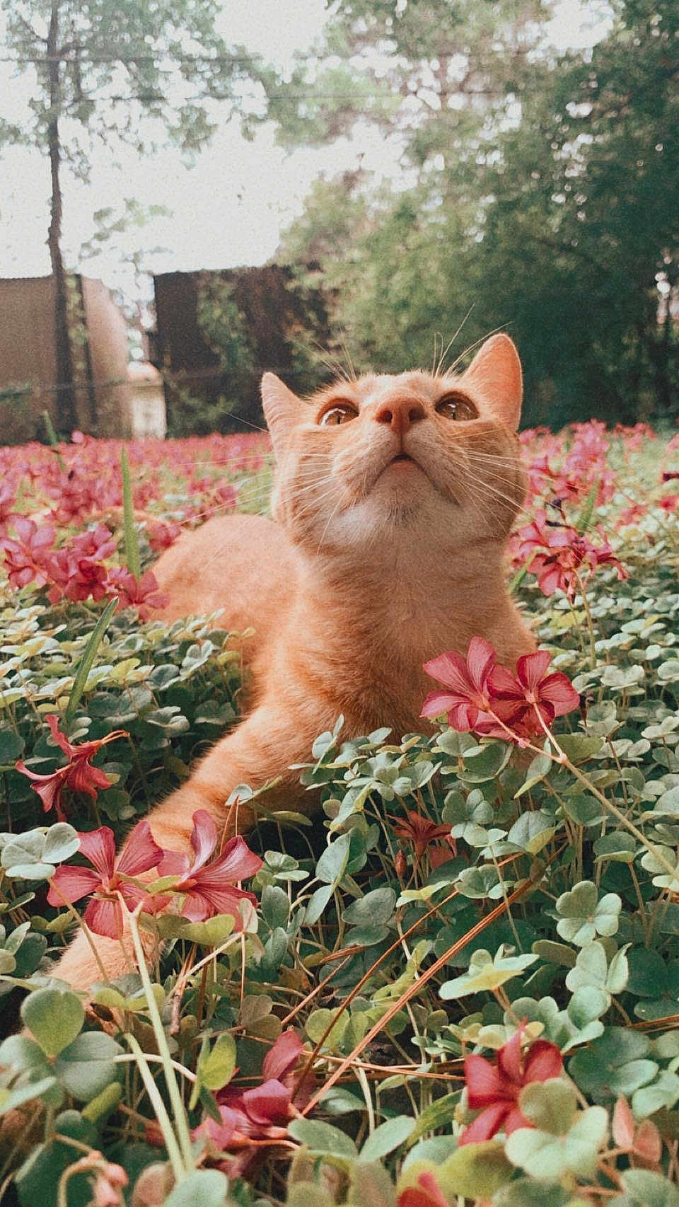 Teddy is registered to the contest to win money with this photo: cat, ginger_cat, flower, clover, greenery, outdoor, nature, curious, animal, pet, close_up, grass, plants, pink_flower, field, daylight, whiskers, fur, looking_up, serene