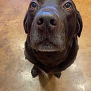 Truffle is registered to the contest to win money with this photo: dog, labrador, chocolate, pet, animal, close_up, indoor, floor, brown, looking_up, cute, mammal, domestic_animal, nose, ears, fur, companion, friendly, canine, portrait