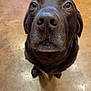 dog, labrador, chocolate, pet, animal, close_up, indoor, floor, brown, looking_up, cute, mammal, domestic_animal, nose, ears, fur, companion, friendly, canine, portrait