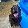 dog, labrador, chocolate_labrador, pet, tongue_out, happy, outdoor, pool, inflatable_pool, wet_patio, concrete, playful, animal, canine, summer, water_fun, backyard, close_up, looking_up, excited
