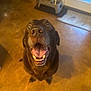 dog, labrador, chocolate_labrador, pet, indoor, floor, feeding_bowl, door, happy, smiling, tongue, mouth_open, looking_up, canine, animal, domestic, brown, eyes, ears, fur