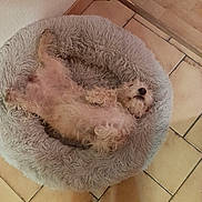 Kali participe au concours pour gagner de l'argent avec cette photo : dog, pet_bed, floor, tile, bare_feet, relaxed, fluffy, indoor, cozy, sleeping, animal, cute, home, resting, white_dog, fur, small_dog, dog_bed, lying_down, comfort