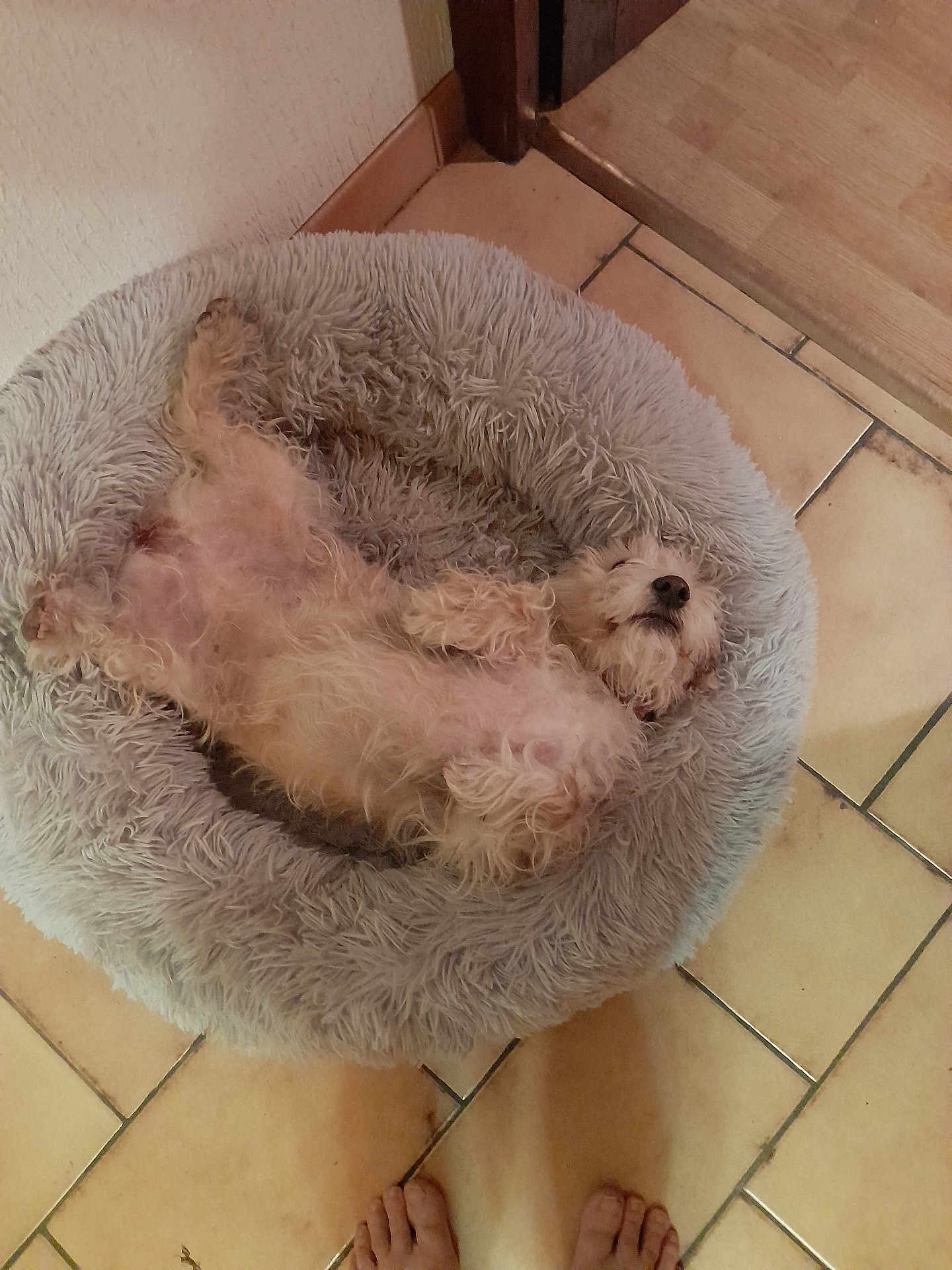 Kali participe au concours pour gagner de l'argent avec cette photo : dog, pet_bed, floor, tile, bare_feet, relaxed, fluffy, indoor, cozy, sleeping, animal, cute, home, resting, white_dog, fur, small_dog, dog_bed, lying_down, comfort