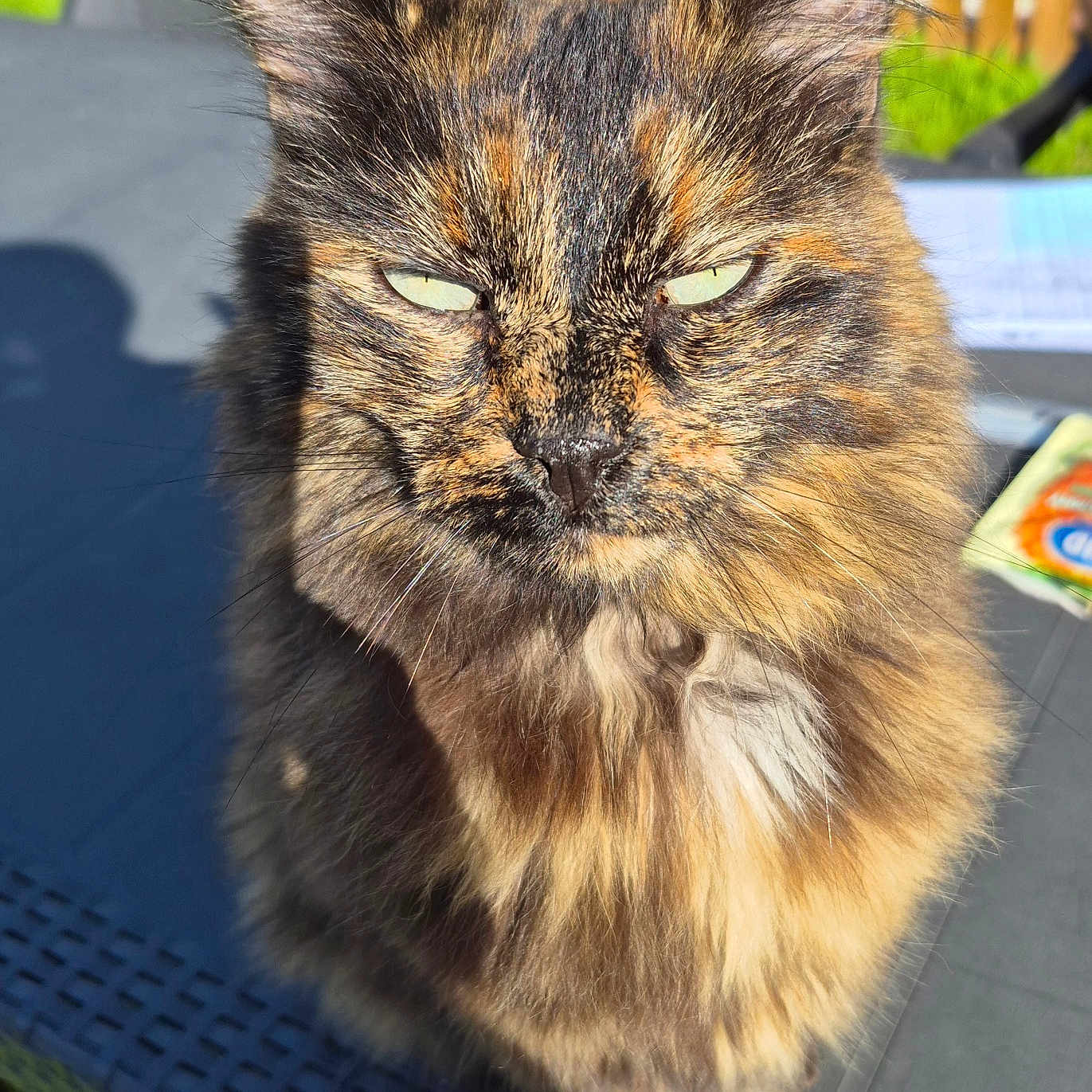 Oasis a rejoint le concours — aidez-le/la à gagner de superbes lots ! animal, cat, closeup, domestic, ears, expression, eyes, face, feline, fur, garden, nature, outdoor, pet, shadow, sitting, sunlight, table, tortoiseshell, whiskers