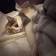 Mila is registered to the contest to win money with this photo: bed, bedding, blanket, calico_cat, cat, closeup, comfort, cozy, domestic_cat, fur, indoor, nap, nighttime, paw, pet, pillow, relaxed, sleeping_cat, soft_texture, whiskers