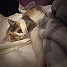 bed, bedding, blanket, calico_cat, cat, closeup, comfort, cozy, domestic_cat, fur, indoor, nap, nighttime, paw, pet, pillow, relaxed, sleeping_cat, soft_texture, whiskers