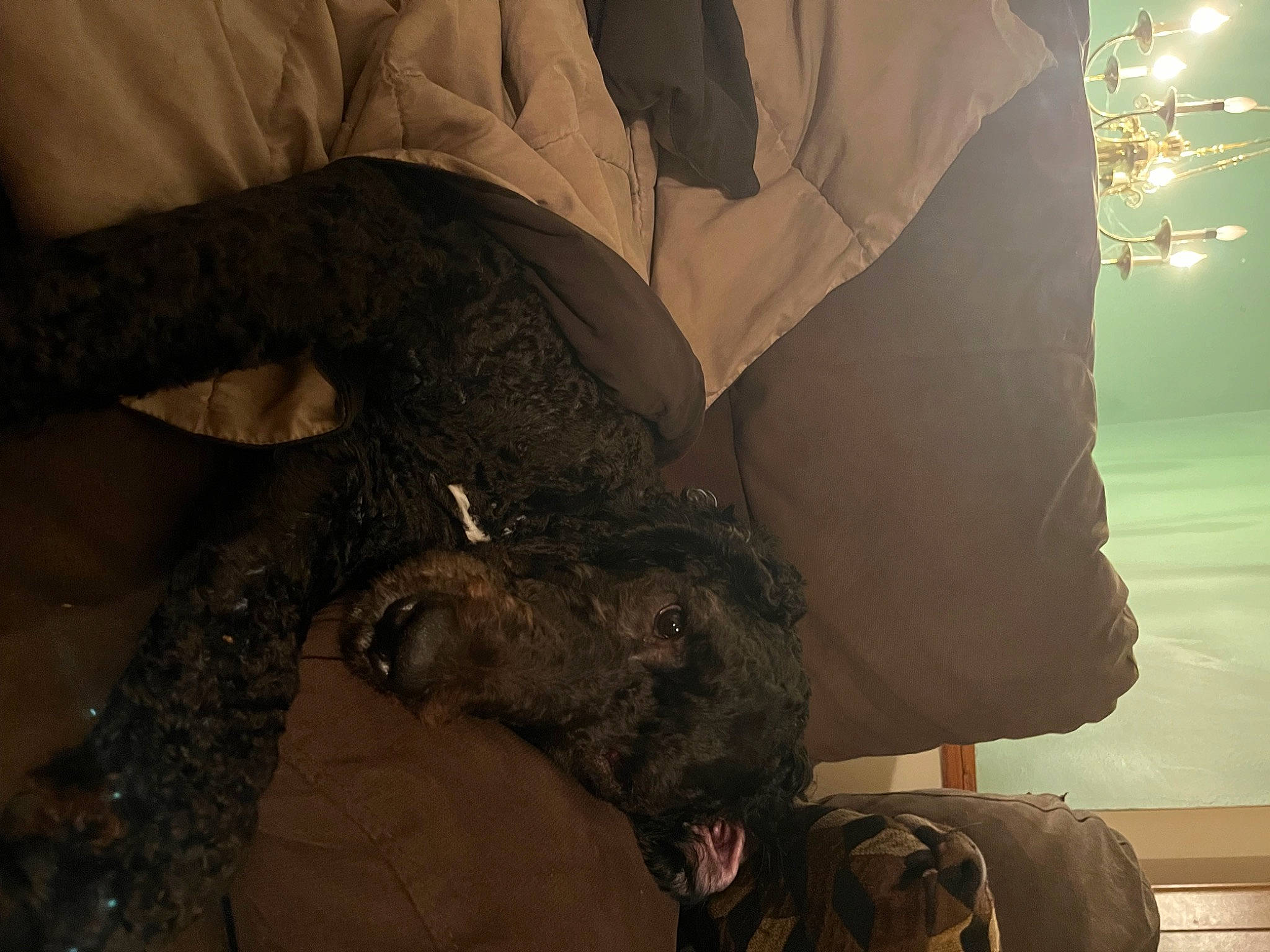 Cheif joined the competition — help win amazing prizes! canidae, carnivore, comfort, companion_dog, darkness, dog, dog_breed, fawn, flesh, fun, fur, gesture, grey, guard_dog, human_leg, sitting, snout, sporting_group, tints_and_shades, working_animal