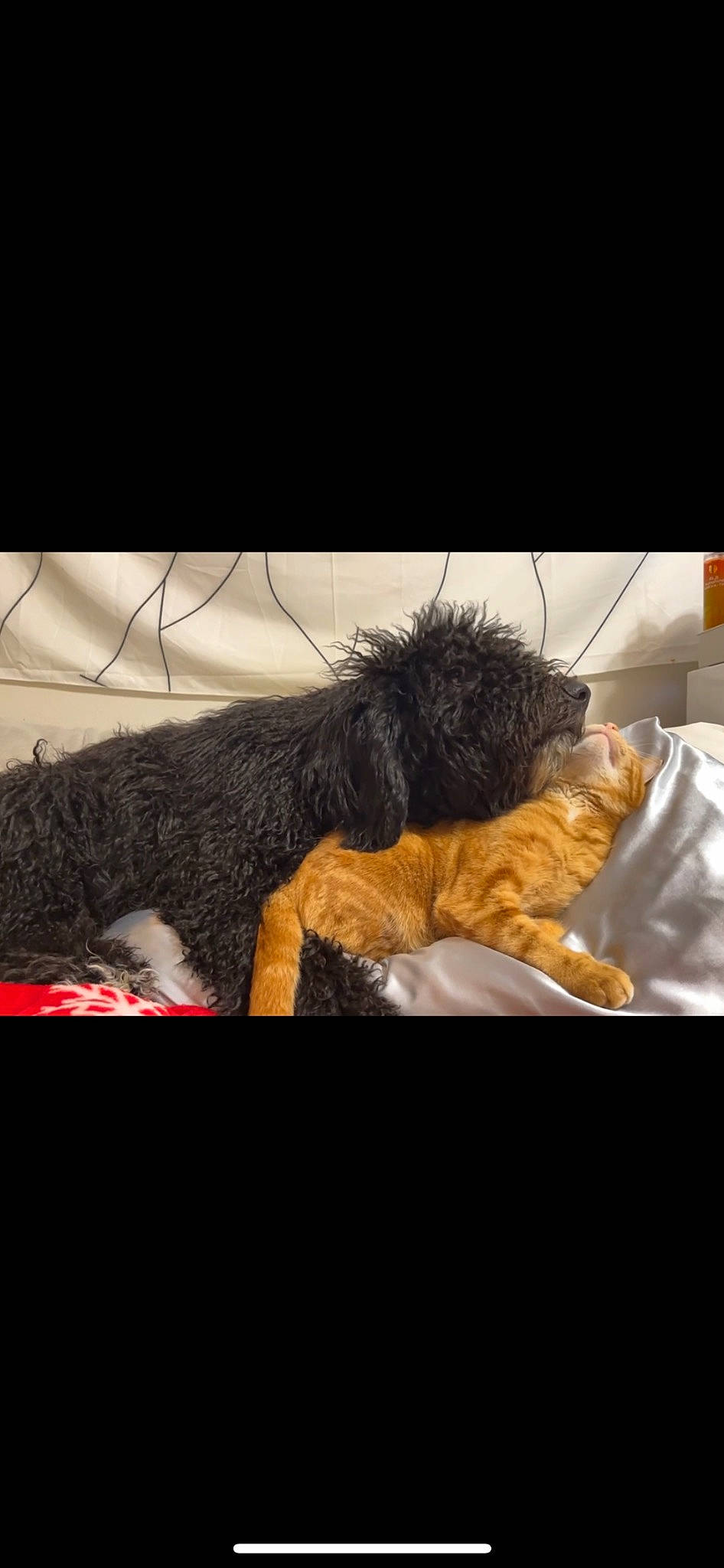 Cheif joined the competition — help win amazing prizes! bedding, canidae, carnivore, cat, claw, comfort, companion_dog, dog_breed, felidae, fur, linens, nap, paw, small_to_medium_sized_cats, snout, sporting_group, tail, tints_and_shades, toy, whiskers