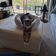 Princess Strata is registered to the contest to win money with this photo: carpet, cat, cat_scratching_post, cozy, curtains, daylight, decor, furniture, home, indoor, living_room, ottoman, pet_bed, potted_plants, relaxed, sliding_door, stretching, tabby_cat, table, window