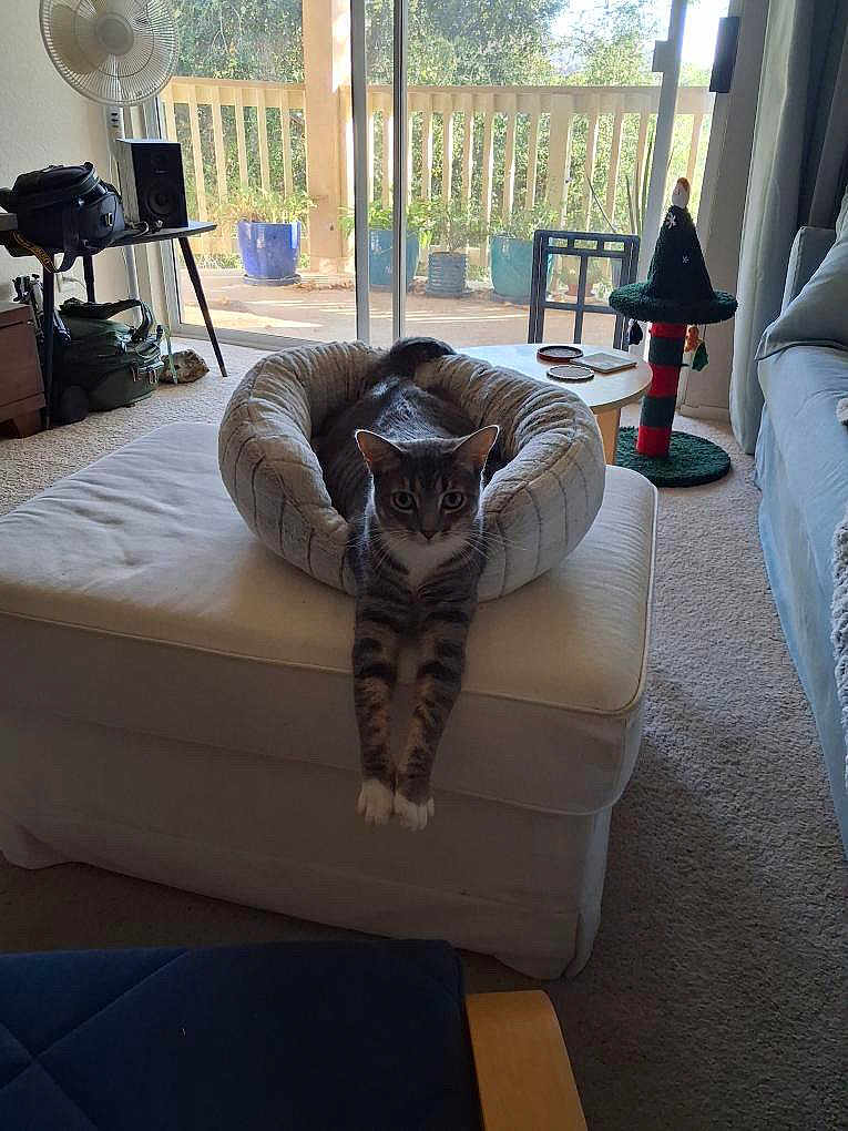 Princess Strata is registered to the contest to win money with this photo: carpet, cat, cat_scratching_post, cozy, curtains, daylight, decor, furniture, home, indoor, living_room, ottoman, pet_bed, potted_plants, relaxed, sliding_door, stretching, tabby_cat, table, window