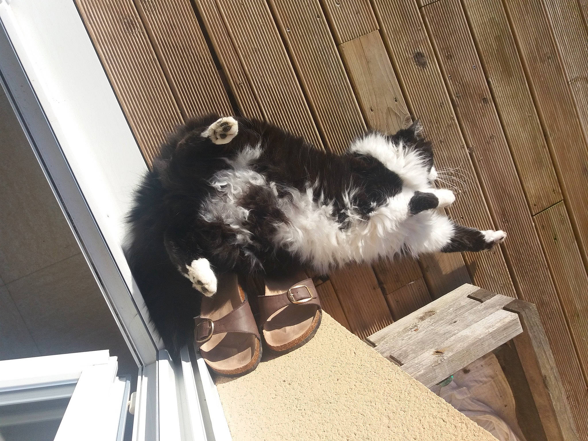 Gigi a rejoint le concours — aidez-le/la à gagner de superbes lots ! canidae, carnivore, cat, companion_dog, dog_breed, felidae, fur, hardwood, human_leg, small_to_medium_sized_cats, sporting_group, tail, terrestrial_animal, whiskers, window, wood