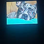 dog, screen, dark, resting, head, blue, speckled_coat, animal, pet, close_up, indoor, portrait, looking, relaxed, canine, background, light, digital_display, monitor, animal_face
