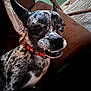dog, pet, indoor, couch, brown, collar, red_collar, speckled_coat, smiling, ears_up, close_up, furniture, living_room, curtain, green_wall, cute, animal, companion, relaxed, tongue_out