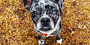 Frosty joined the competition — help win amazing prizes! dog, heterochromia, close_up, speckled_fur, brown_eye, blue_eye, collar, leash, outdoor, dry_grass, fallen_leaves, curious_expression, pet, canine, animal, nature, autumn, fur_pattern, one_ear_up, looking_up