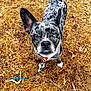 dog, heterochromia, close_up, speckled_fur, brown_eye, blue_eye, collar, leash, outdoor, dry_grass, fallen_leaves, curious_expression, pet, canine, animal, nature, autumn, fur_pattern, one_ear_up, looking_up