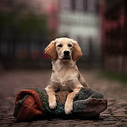 Vicky a rejoint le concours — aidez-le/la à gagner de superbes lots ! animal, beagle, blanket, canine, cockerspaniel, dog, goldenretriever, hound, labradorretriever, pet, pointer, poodle, puppy, terrier