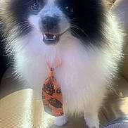 Coco is registered to the contest to win money with this photo: dog, black_and_white, fluffy, tie, halloween, car_seat, sunlight, pet, cute, smiling, happy, fur, small_dog, indoors, animal, portrait, close_up, seat, accessory, vehicle