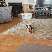 Loki is registered to the contest to win money with this photo: french_bulldog, dog, pet, living_room, rug, floor, television, fireplace, family_photos, lamp, basket, wood_floor, curtains, table, decor, shelf, home_interior, furniture, cozy, indoor
