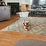 french_bulldog, dog, pet, living_room, rug, floor, television, fireplace, family_photos, lamp, basket, wood_floor, curtains, table, decor, shelf, home_interior, furniture, cozy, indoor