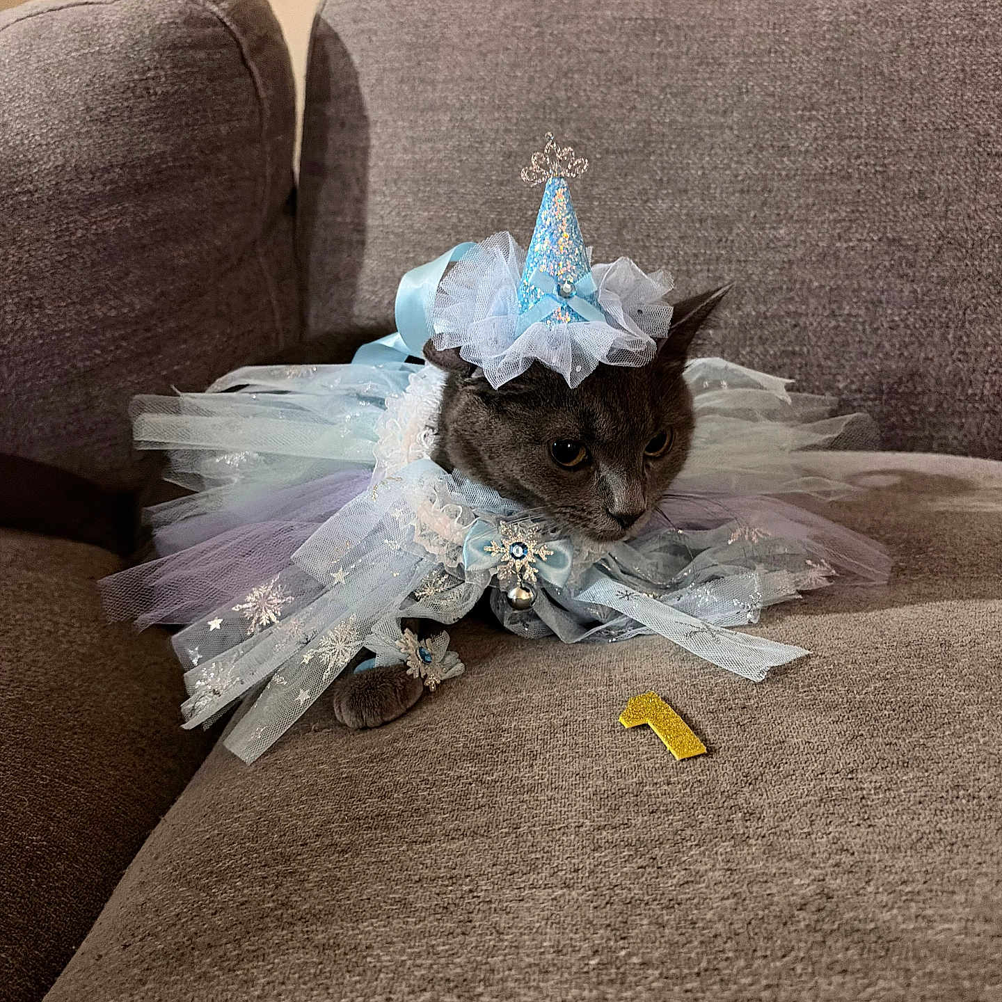 Miss Nyla-Grey joined the competition — help win amazing prizes! animal, birthday, blue, cat, celebration, costume, couch, cute, dress_up, fabric, feline, gray_cat, indoor, number_one, ornament, party, party_hat, pet, sitting, tutu