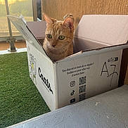 Mia a rejoint le concours — aidez-le/la à gagner de superbes lots ! cat, cardboard_box, indoor, artificial_grass, window, sunlight, orange_cat, pet, curious, feline, box, cozy, relaxed, animal, domestic_cat, whiskers, ears, green_eyes, floor, wall
