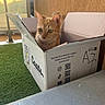 cat, cardboard_box, indoor, artificial_grass, window, sunlight, orange_cat, pet, curious, feline, box, cozy, relaxed, animal, domestic_cat, whiskers, ears, green_eyes, floor, wall