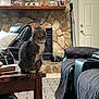animal, cat, coffee_table, couch, curious, decor, door, family_photos, furniture, indoor, leather_chair, living_room, pet, quilted_blanket, rug, sitting, stone_fireplace, tabby_cat, trophies, wood