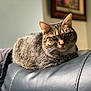 Sugar is registered to the contest to win money with this photo: animal, cat, closeup, comfortable, couch, cozy, domestic, ears, feline, fur, home, indoor, leather, pet, portrait, relaxed, resting, sunlight, tabby, whiskers