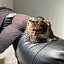 animal, cat, couch, cozy, domestic_cat, fur, furniture, home, indoor, leather, mammal, pet, quiet, quilted_blanket, relaxing, resting, side_view, soft_light, tabby_cat, whiskers