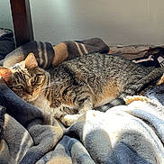 Sugar joined the competition — help win amazing prizes! cat, tabby, indoor, blanket, striped_blanket, sunlight, relaxing, feline, fur, pet, cozy, resting, home, warm_light, soft_texture, animal, sleepy, comfort, daylight, wooden_furniture