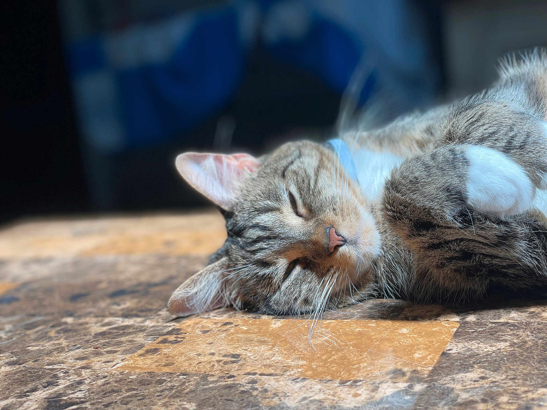 Sugar joined the competition — help win amazing prizes! cat, tabby, sleeping, nap, sunlight, whiskers, fur, closeup, indoor, relaxing, peaceful, pet, animal, domestic, mammal, resting, soft_light, texture, table, collar