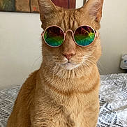 Buttercup joined the competition — help win amazing prizes! cat, ginger_cat, sunglasses, indoor, bed, bedspread, pattern, feline, pet, animal, orange_fur, whiskers, ears, portrait, sitting, cool, accessory, reflection, home, cute