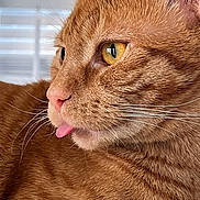 Tigger joined the competition — help win amazing prizes! animal, cat, close_up, cute, domestic_cat, ear, face, feline, fur, indoor, mammal, nose, orange_tabby, pet, playful, portrait, relaxed, tongue_out, whiskers, yellow_eyes