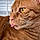 Tigger