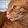 animal, cat, close_up, cute, domestic_cat, ear, face, feline, fur, indoor, mammal, nose, orange_tabby, pet, playful, portrait, relaxed, tongue_out, whiskers, yellow_eyes