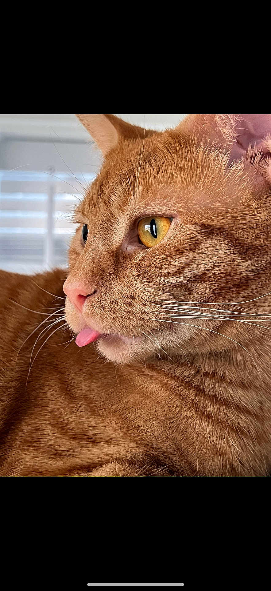 Tigger