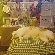Stella is registered to the contest to win money with this photo: blanket, cat, christmas_cards, cozy, decorative_items, festive, furniture, holiday_decorations, home, indoor, orange_and_white_cat, ornamental_trees, patterned_blanket, plush, reindeer_figurine, relaxing, santa_doll, sleeping_cat, warm_lighting, wooden_table
