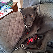 Bailey joined the competition — help win amazing prizes! animal, black_dog, blanket, couch, cozy, dog, domestic, ears, fur, furniture, home, indoor, looking_up, papers, paw, pens, pet, quilted, relaxed, wooden_table