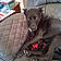 Bailey