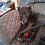 animal, black_dog, blanket, couch, cozy, dog, domestic, ears, fur, furniture, home, indoor, looking_up, papers, paw, pens, pet, quilted, relaxed, wooden_table