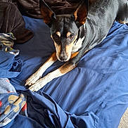 Rocky joined the competition — help win amazing prizes! animal, bed, black, blanket, blue_bedspread, brown, canine, comfortable, cozy, dog, domestic, ears, fur, home, indoor, looking_up, paw, pet, resting, white