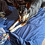 animal, bed, black, blanket, blue_bedspread, brown, canine, comfortable, cozy, dog, domestic, ears, fur, home, indoor, looking_up, paw, pet, resting, white