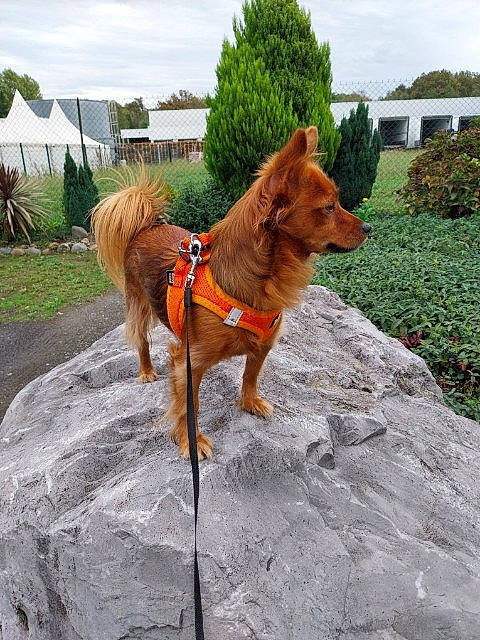Nouchka a rejoint le concours — aidez-le/la à gagner de superbes lots ! adventure, canidae, carnivore, cloud, collar, companion_dog, dog, dog_breed, dog_supply, fawn, liver, plant, sky, sporting_group, tail, tent, tree, window, working_animal, working_dog