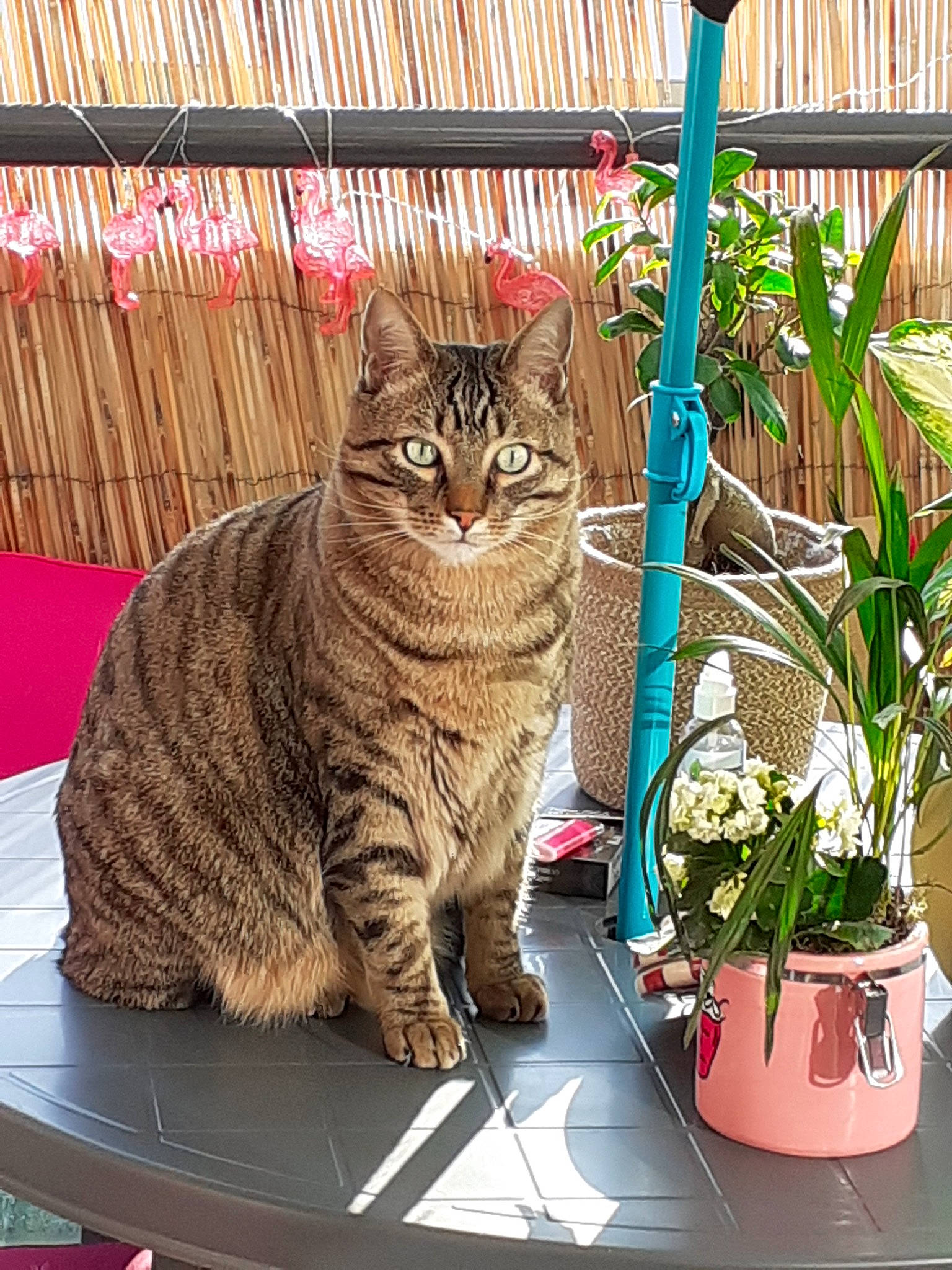 Nako participe au concours pour gagner de l'argent avec cette photo : aegean_cat, american_shorthair, asian, california_spangled, carnivore, cat, domestic_short_haired_cat, dragon_li, european_shorthair, felidae, flower, houseplant, mammal, ocicat, pixie_bob, plant, small_to_medium_sized_cats, tabby_cat, toyger, whiskers