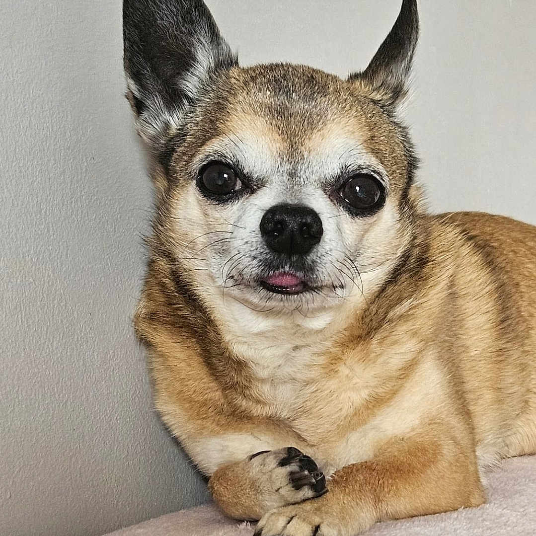 Luis
